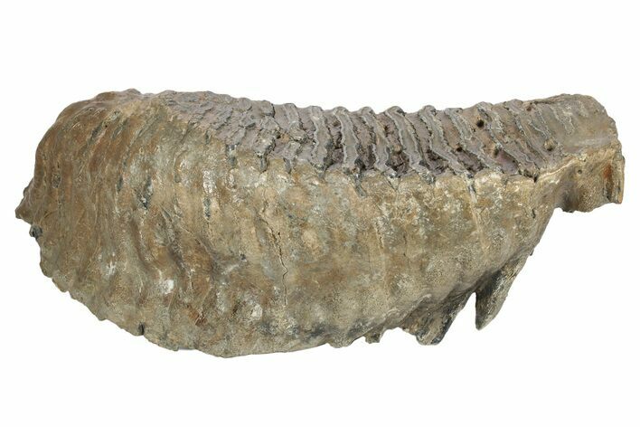 Fossil Woolly Mammoth Molar - Siberia #235039